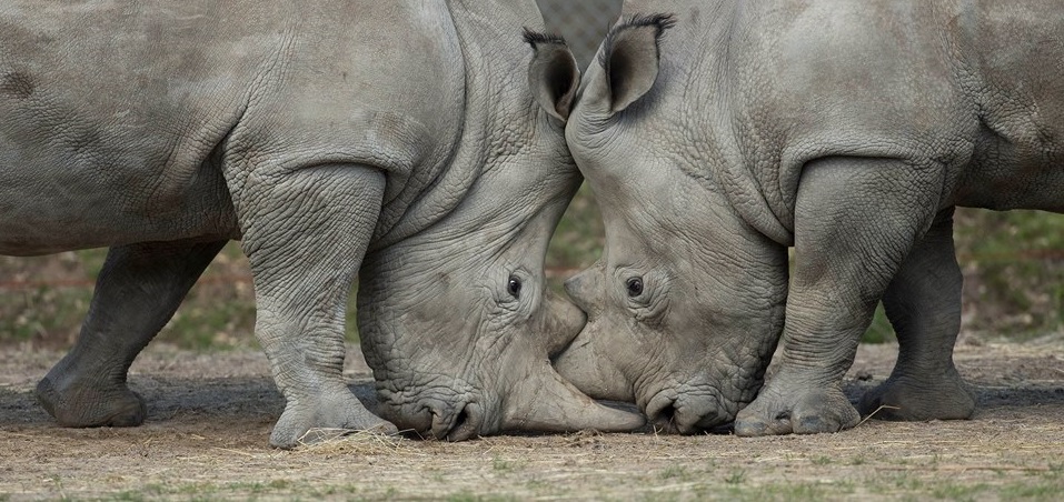 Francúzska ZOO v šoku! Vlámali sa do nej pytliaci a zabili nosorožca!
