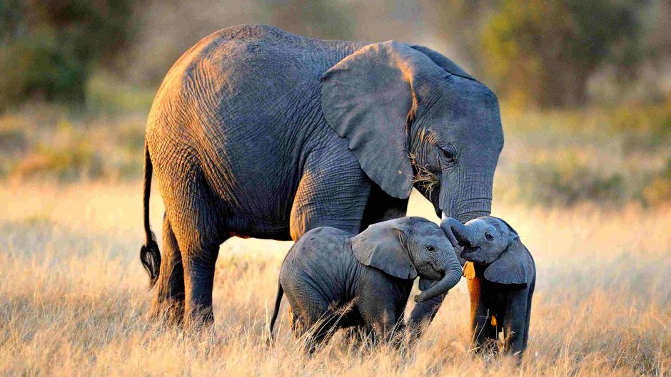 Zimbabwe: Záhadné úmrtia 12 slonov! Čo je príčinou ich smrti!?