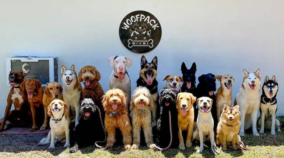 Woof Pack je mimoriadne psie centrum. Okrem výcviku vašich domácich miláčikov dokáže naučiť psov usmiať sa do objektívu!