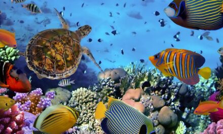 Podmorský svet burcuje ľudstvo! Fakty z morských hlbín, o ktorých ste rozhodne nevedeli!