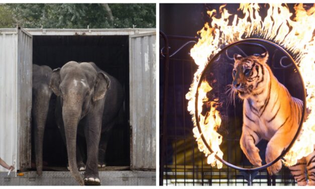 Boj za slobodu zvierat! Divé zvieratá v cirkusoch!? Zákaz zo strany Francúzska!