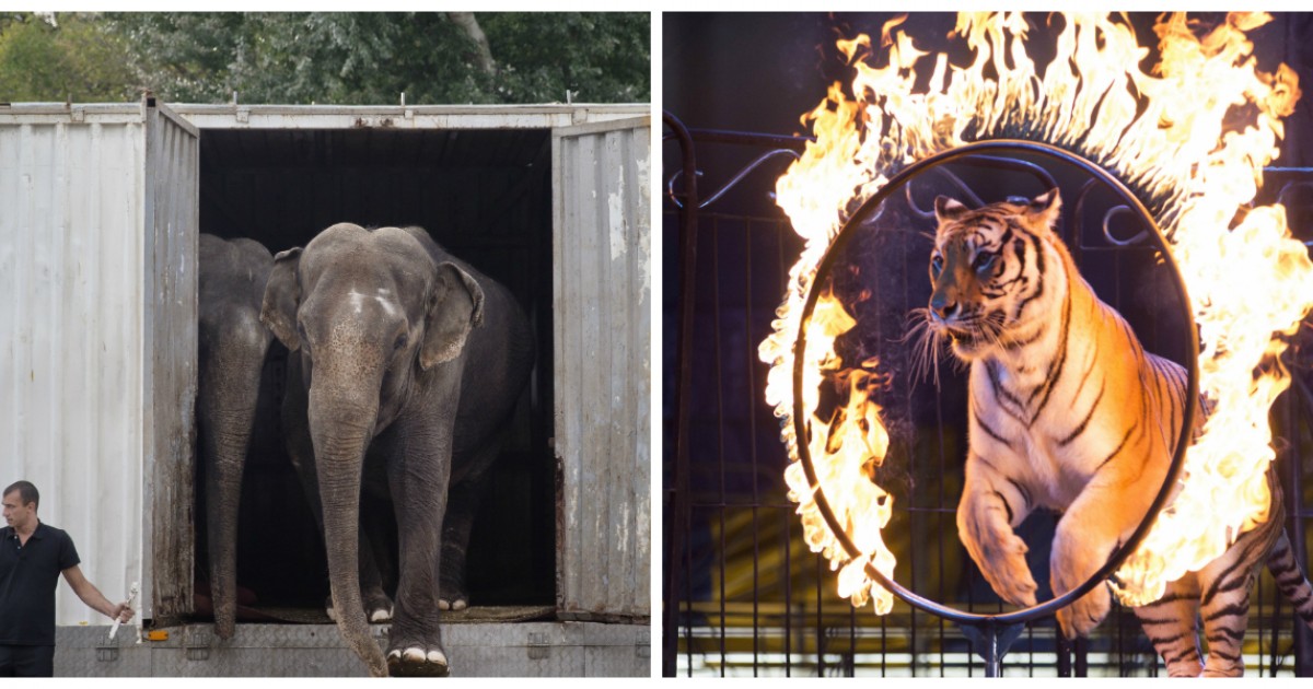 Boj za slobodu zvierat! Divé zvieratá v cirkusoch!? Zákaz zo strany Francúzska!