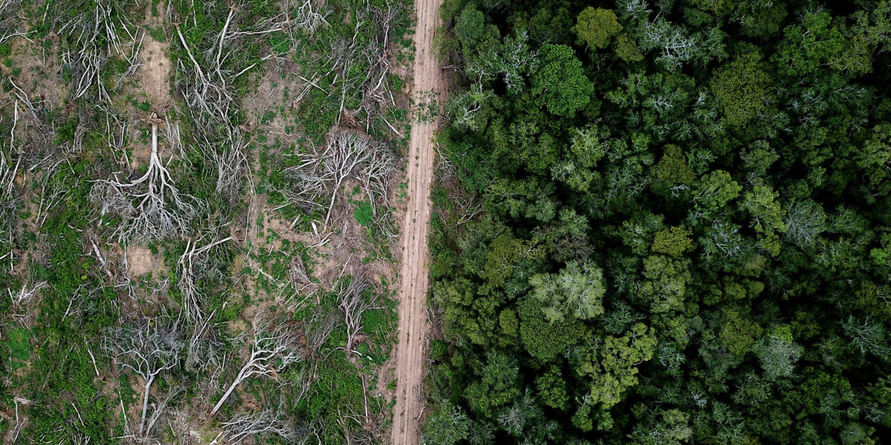 Brazília: Amazon zaznamenal najhoršiu úroveň odlesňovania za posledných 15 rokov