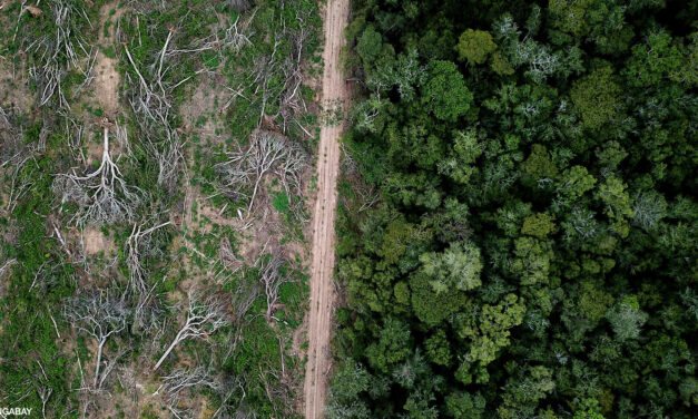 Brazília: Amazon zaznamenal najhoršiu úroveň odlesňovania za posledných 15 rokov