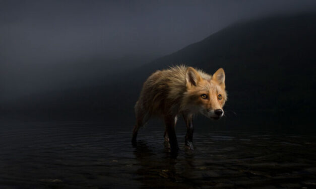 Pozrite si obrázky zo súťaže Wildlife Photographer of the Year
