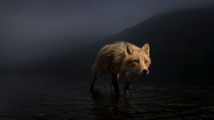 Pozrite si obrázky zo súťaže Wildlife Photographer of the Year