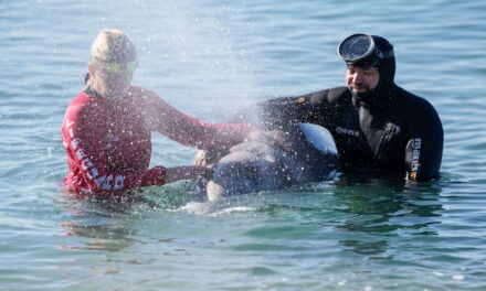 Uviaznutá veľryba na aténskej pláži zmobilizovala pobrežnú stráž aj expertov!? Dokázali ju vrátiť na otvorené more!