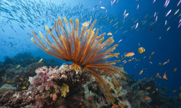 Austrália prisľúbila 700 miliónov dolárov na ochranu veľkej koralovej bariéry pred hrozbou klimatických zmien!
