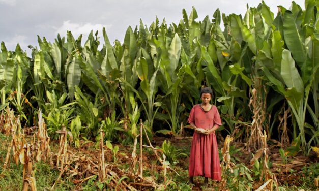 Falošný banán: Je etiópska Enset „zázračná plodina“ pre klimatické zmeny!?
