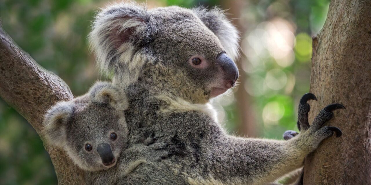 Austrália zaradila koaly medzi ohrozené druhy, do roku 2050 môžu vyhynúť!?