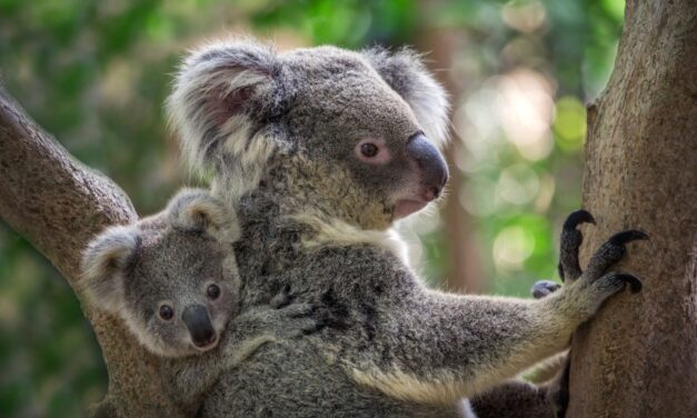 Austrália zaradila koaly medzi ohrozené druhy, do roku 2050 môžu vyhynúť!?