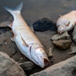 Úhyn rýb zrejme spôsobilo vypustenie chemického odpadu do Odry