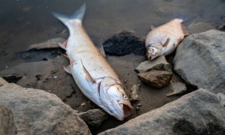 Úhyn rýb zrejme spôsobilo vypustenie chemického odpadu do Odry