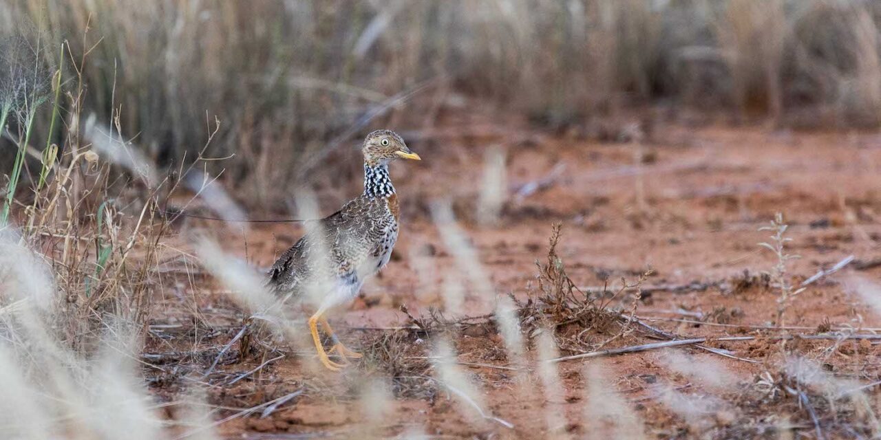 Záchrana jedného z najohrozenejších vtákov v Austrálií!?