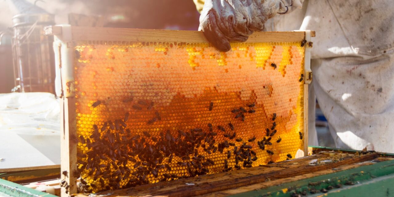 Vláda USA schválila prvú vakcínu na svete pre včely!?