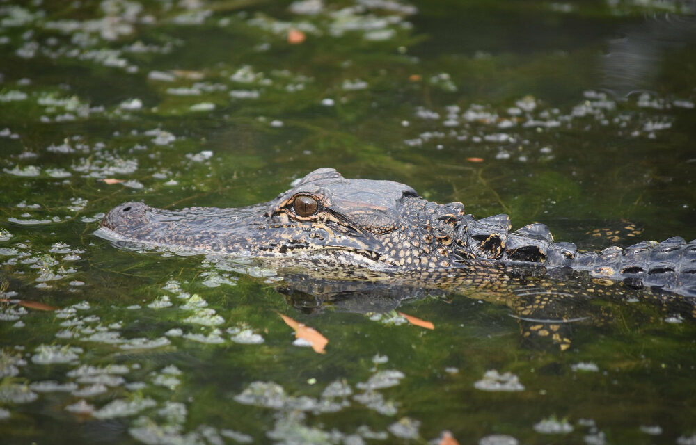 Namíbia vydraží 40 krokodílov po zvýšenom počte útokov na človeka!?