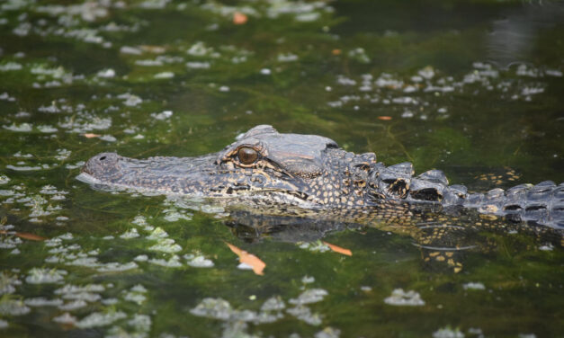 Namíbia vydraží 40 krokodílov po zvýšenom počte útokov na človeka!?