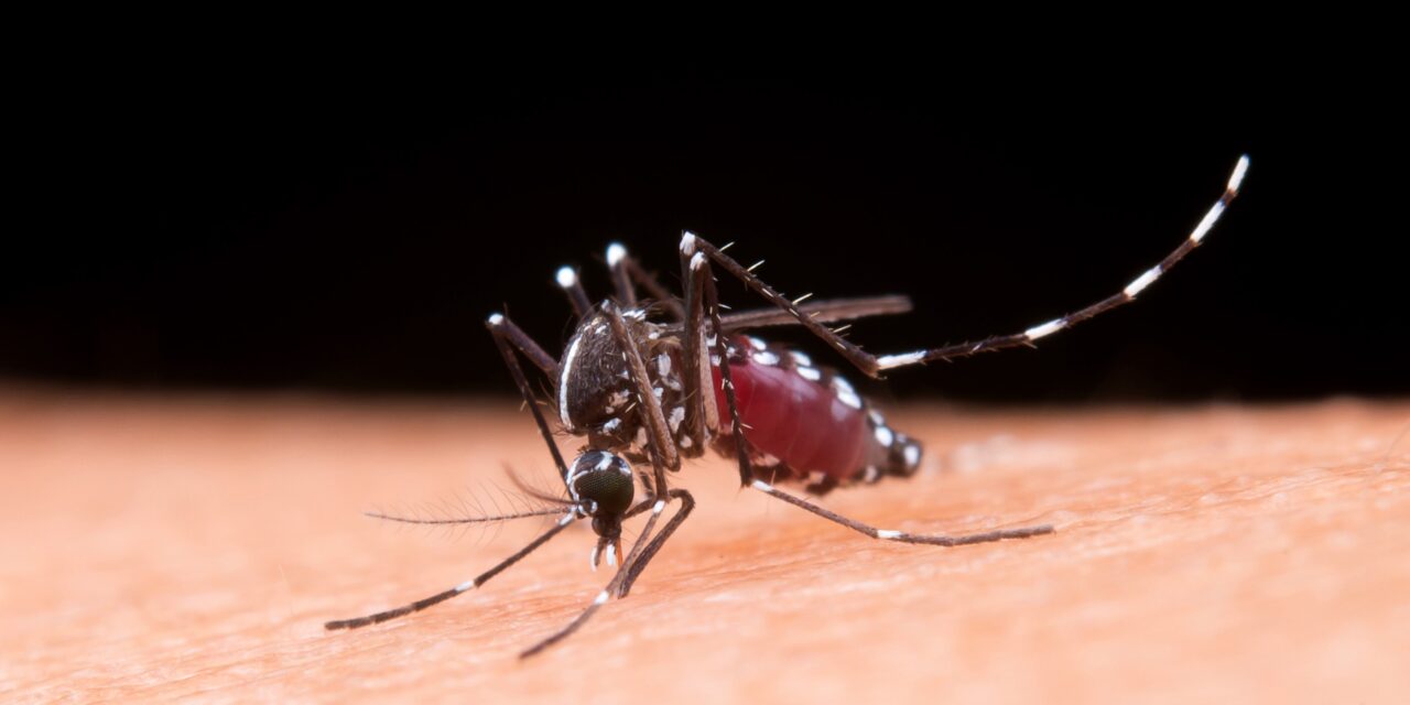 Výskumníci chcú, aby samotné komáre bojovali proti malárii!?