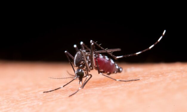 Výskumníci chcú, aby samotné komáre bojovali proti malárii!?