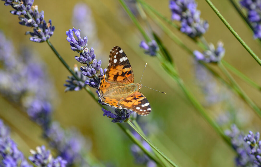 Milovníci prírody môžu pomôcť pri každoročnom sčítavaní motýľov!?