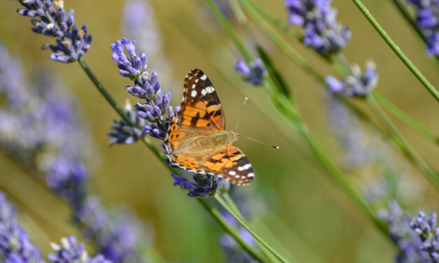 Milovníci prírody môžu pomôcť pri každoročnom sčítavaní motýľov!?