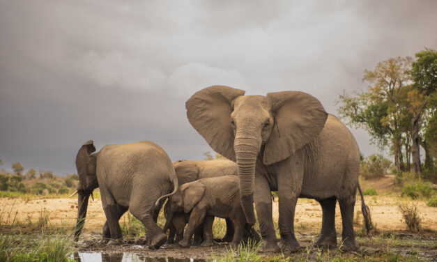 Svetový deň slonov: Zaujímavé fakty, o ktorých ste možno nevedeli!?