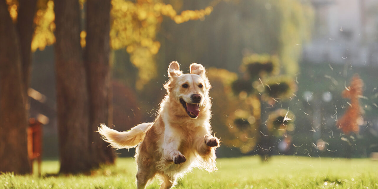 Dnes je Medzinárodný deň psov! Oslávte ho so svojím miláčikom!?
